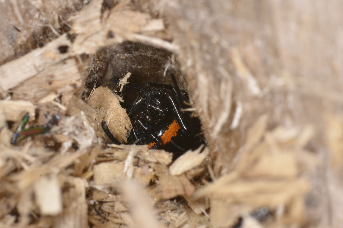 Ex Cicindela (prob. C. hybrida predata da Steatoda)